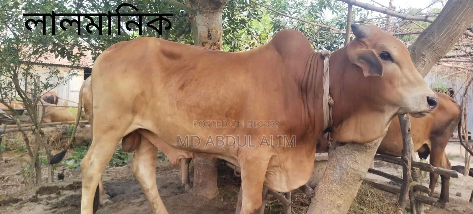 গবাদিপশু বিক্রয়
