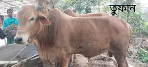 গবাদিপশু বিক্রয়