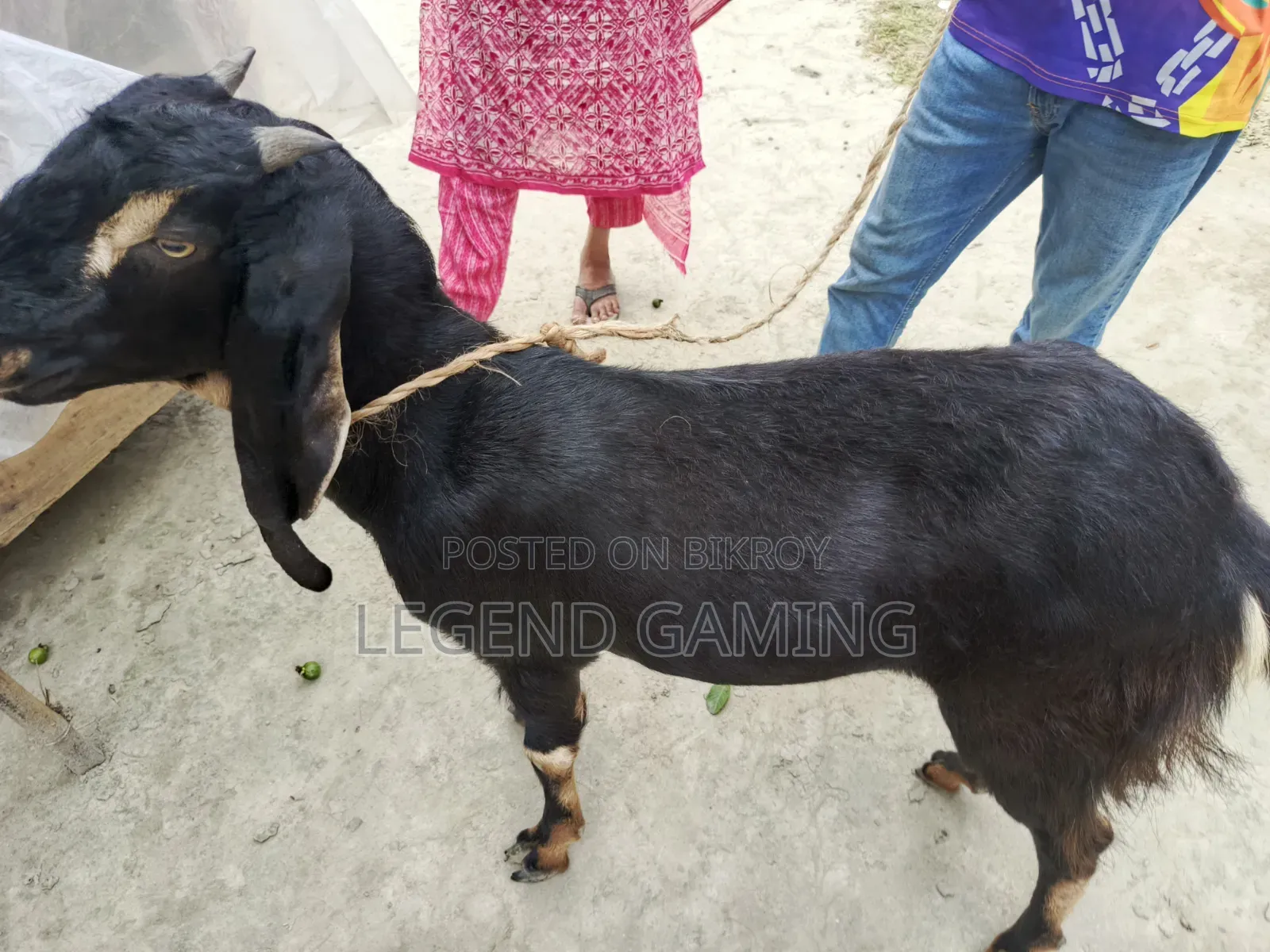 কোরবানির জন্য খাসি ছাগল বিক্রি হবে