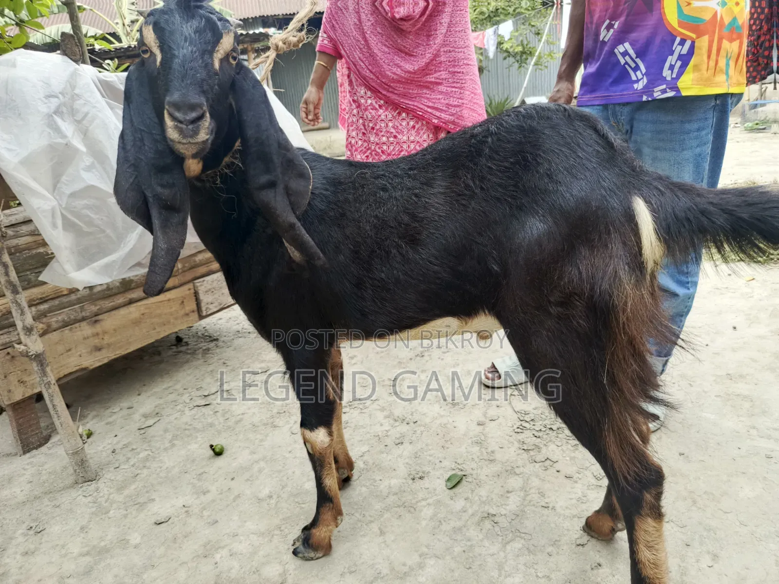 কোরবানির জন্য খাসি ছাগল বিক্রি হবে