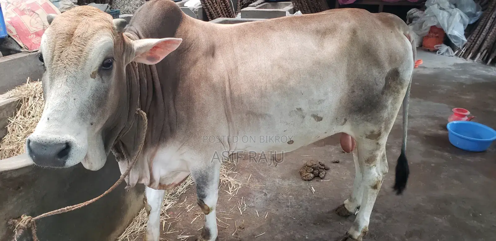 বাড়ীতে পোষা গরু দুই দাঁত বডির ওজন: 388 কেজি