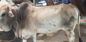 বাড়ীতে পোষা গরু দুই দাঁত বডির ওজন: 388 কেজি