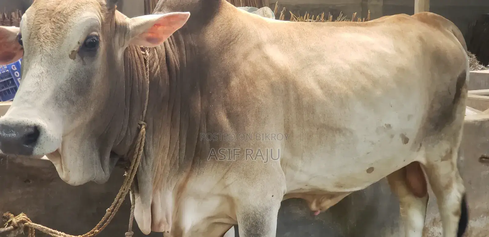 বাড়ীতে পোষা গরু দুই দাঁত বডির ওজন: 388 কেজি