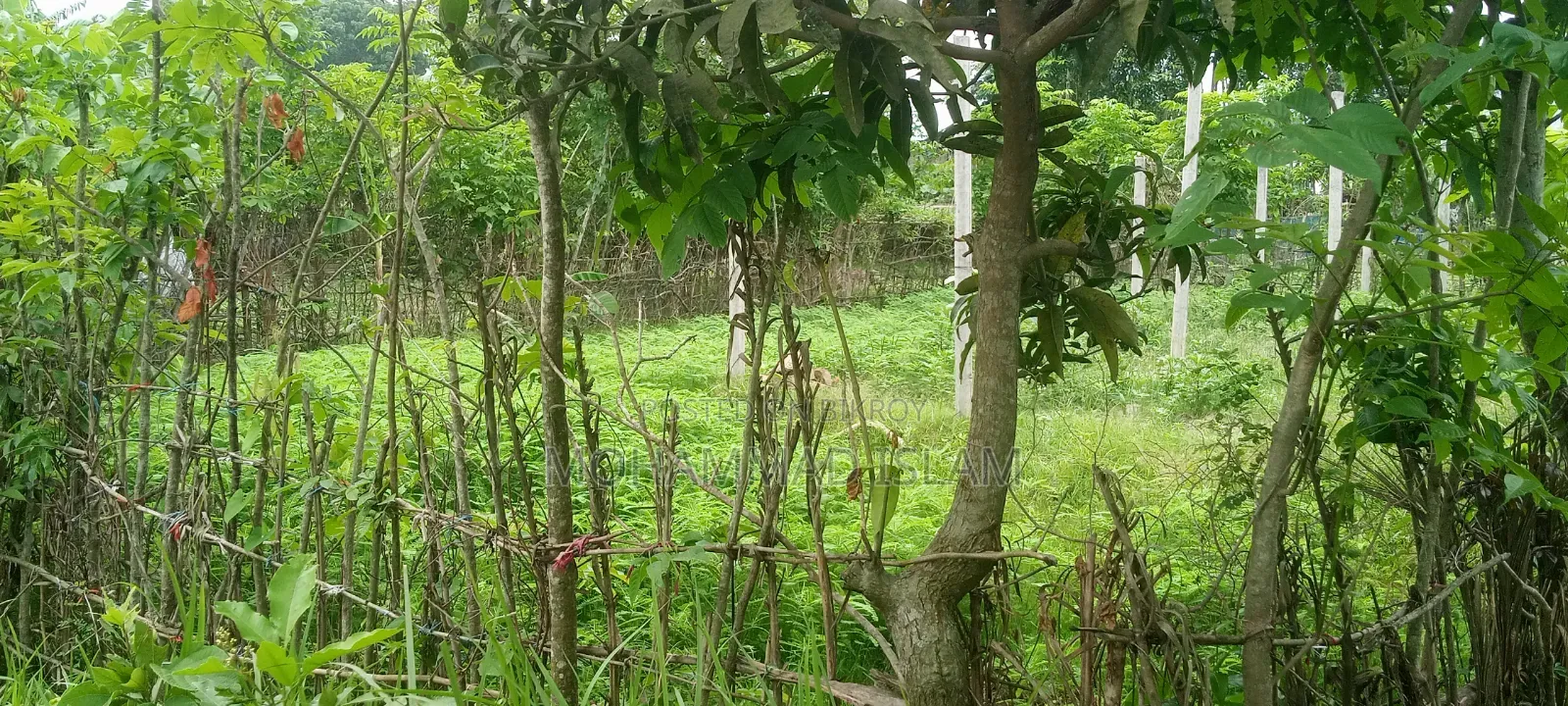 জোমিটি বিক্রি করে দেওয়া হবে