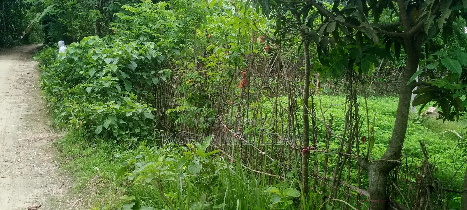 জোমিটি বিক্রি করে দেওয়া হবে