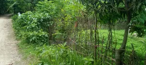 জোমিটি বিক্রি করে দেওয়া হবে
