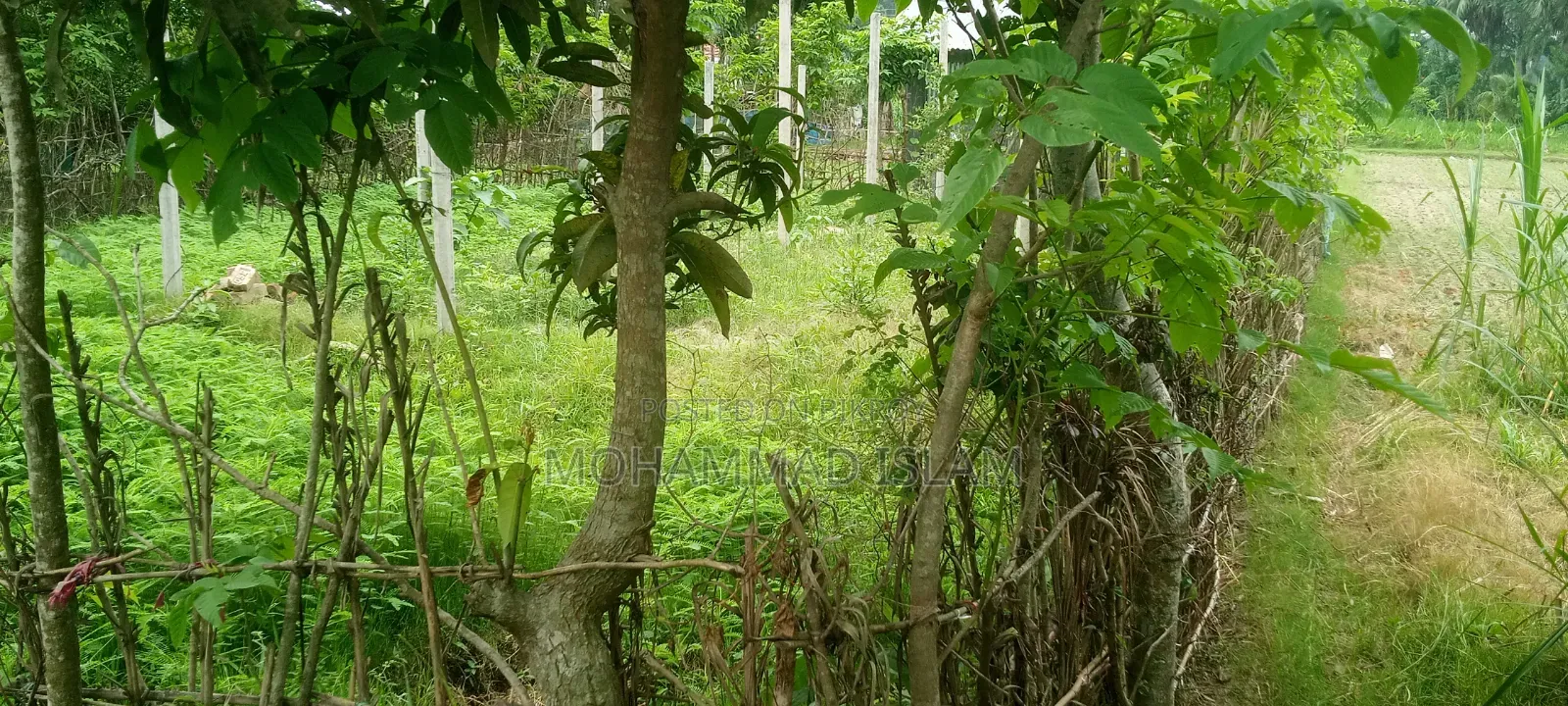 জোমিটি বিক্রি করে দেওয়া হবে