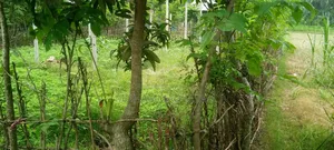 জোমিটি বিক্রি করে দেওয়া হবে