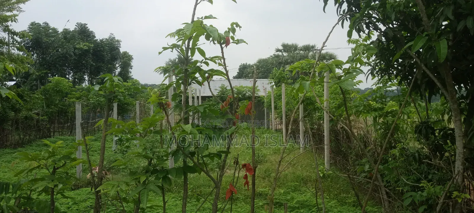 জোমিটি বিক্রি করে দেওয়া হবে