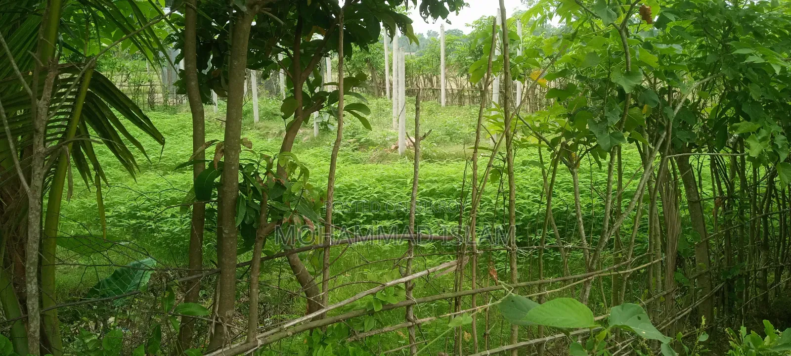জোমিটি বিক্রি করে দেওয়া হবে
