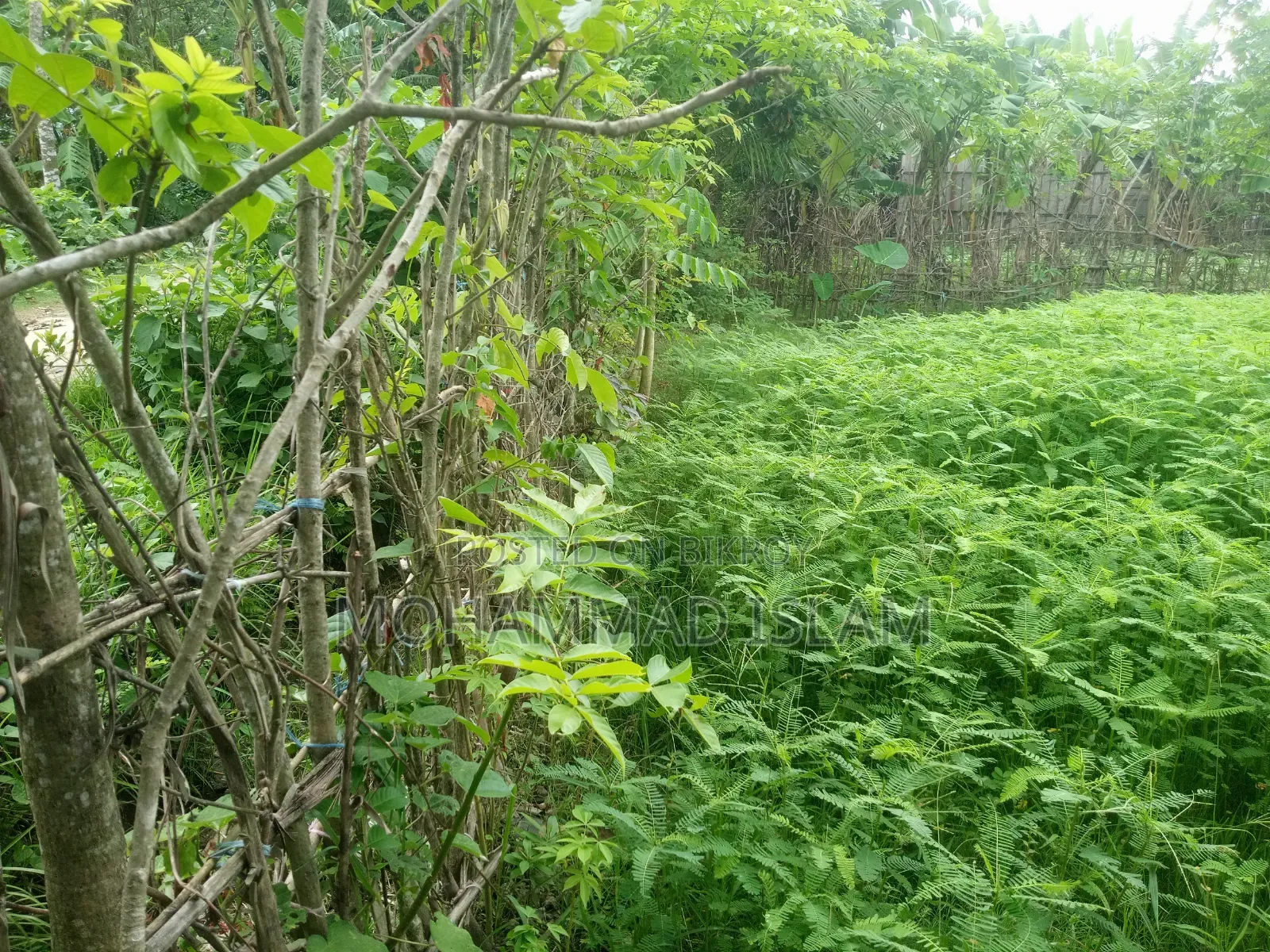 জোমিটি বিক্রি করে দেওয়া হবে