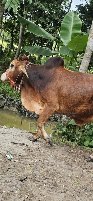 কোরবানির জন্য মোটা-তাজা দেশি গরু বিক্রয়