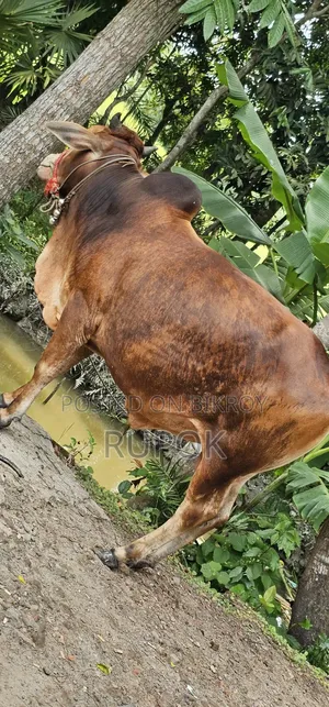 কোরবানির জন্য মোটা-তাজা দেশি গরু বিক্রয়