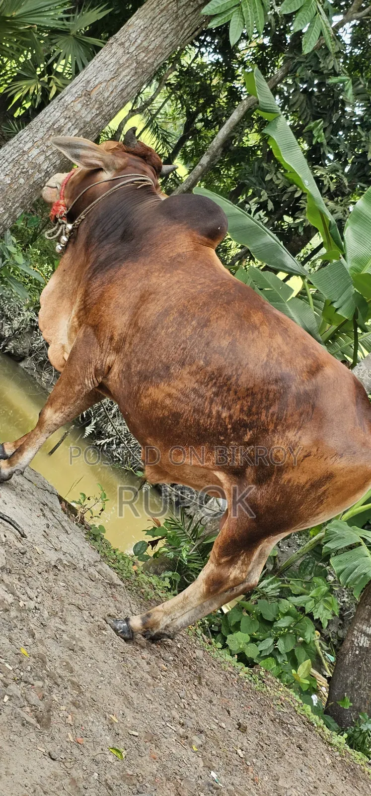 কোরবানির জন্য মোটা-তাজা দেশি গরু বিক্রয়