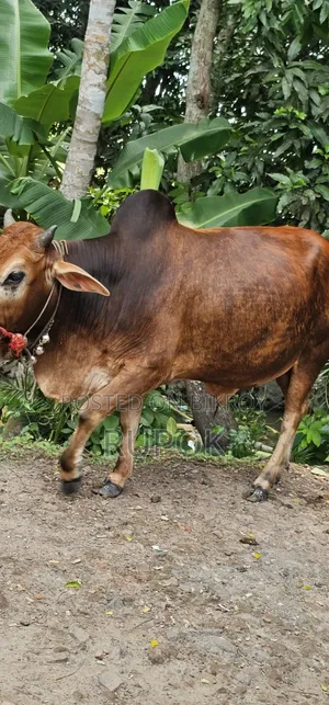 কোরবানির জন্য মোটা-তাজা দেশি গরু বিক্রয়