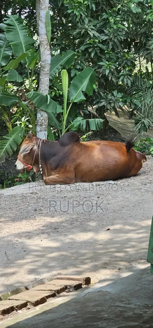 কোরবানির জন্য মোটা-তাজা দেশি গরু বিক্রয়