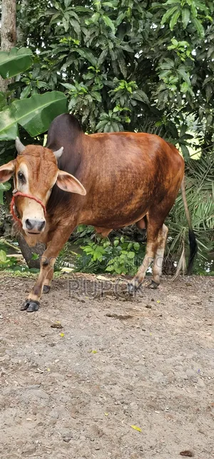 কোরবানির জন্য মোটা-তাজা দেশি গরু বিক্রয়