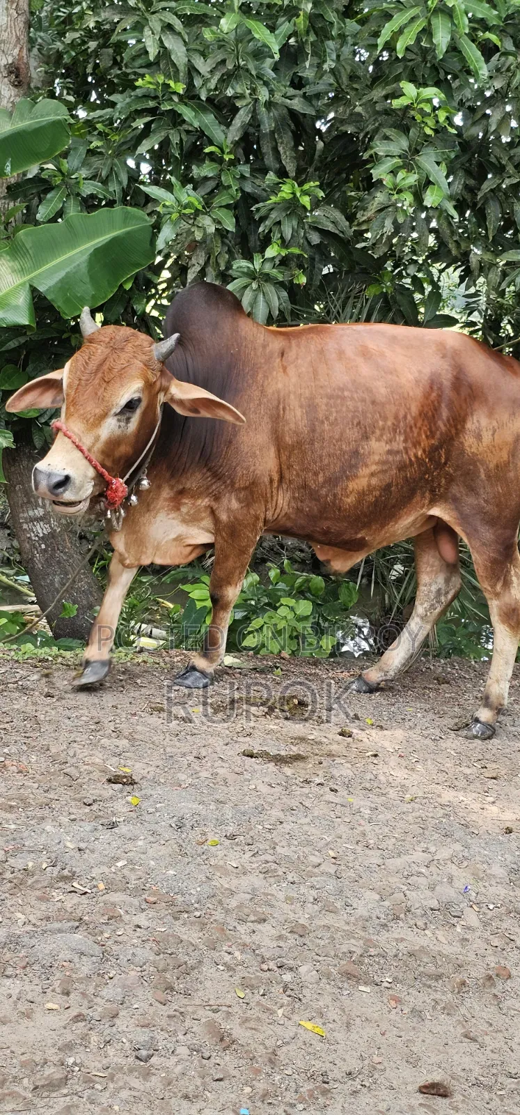 কোরবানির জন্য মোটা-তাজা দেশি গরু বিক্রয়