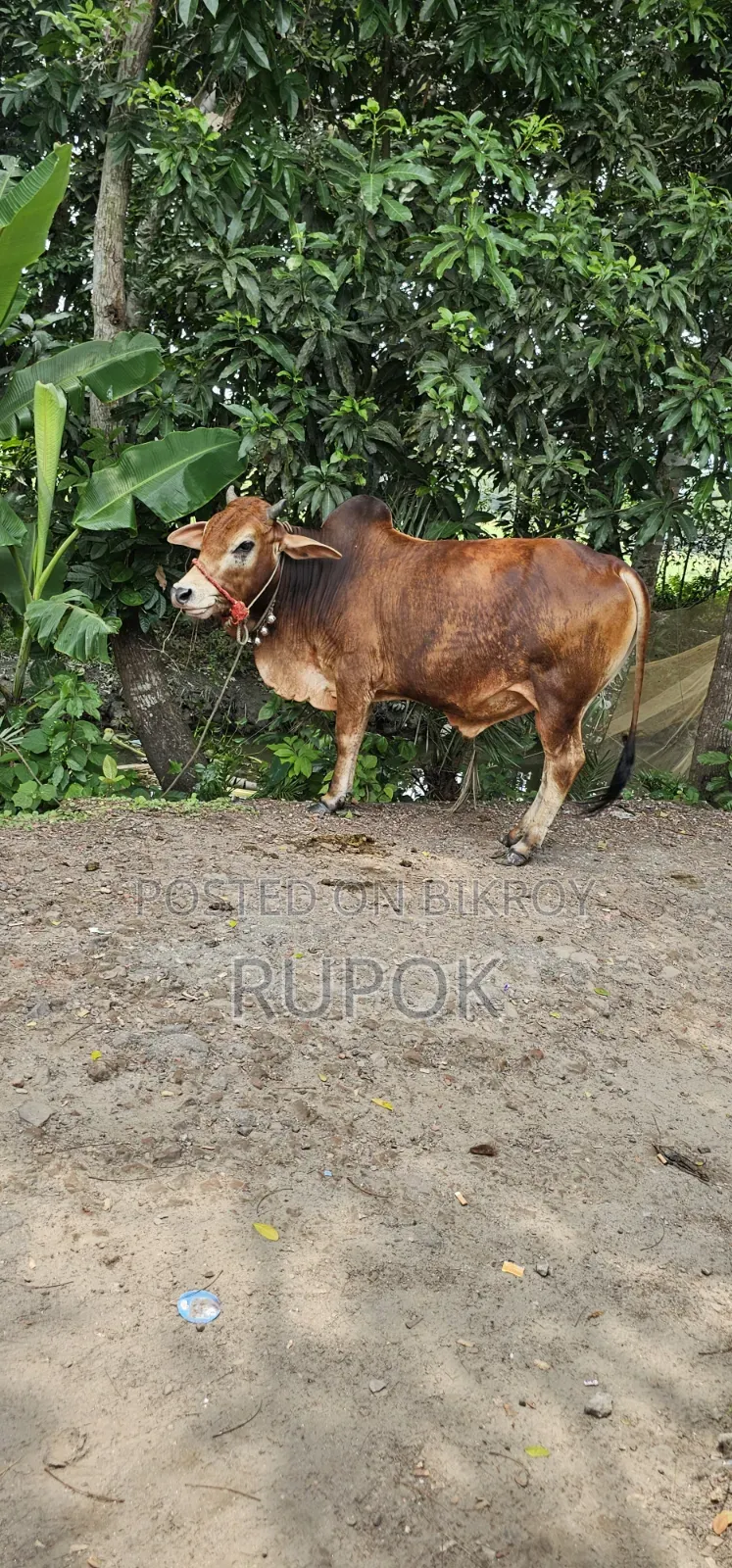 কোরবানির জন্য মোটা-তাজা দেশি গরু বিক্রয়