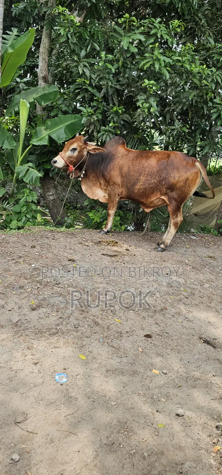 কোরবানির জন্য মোটা-তাজা দেশি গরু বিক্রয়