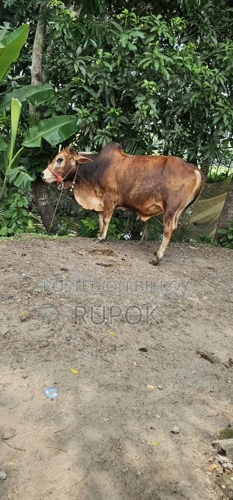 কোরবানির জন্য মোটা-তাজা দেশি গরু বিক্রয়