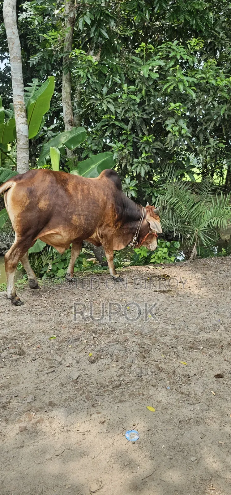কোরবানির জন্য মোটা-তাজা দেশি গরু বিক্রয়