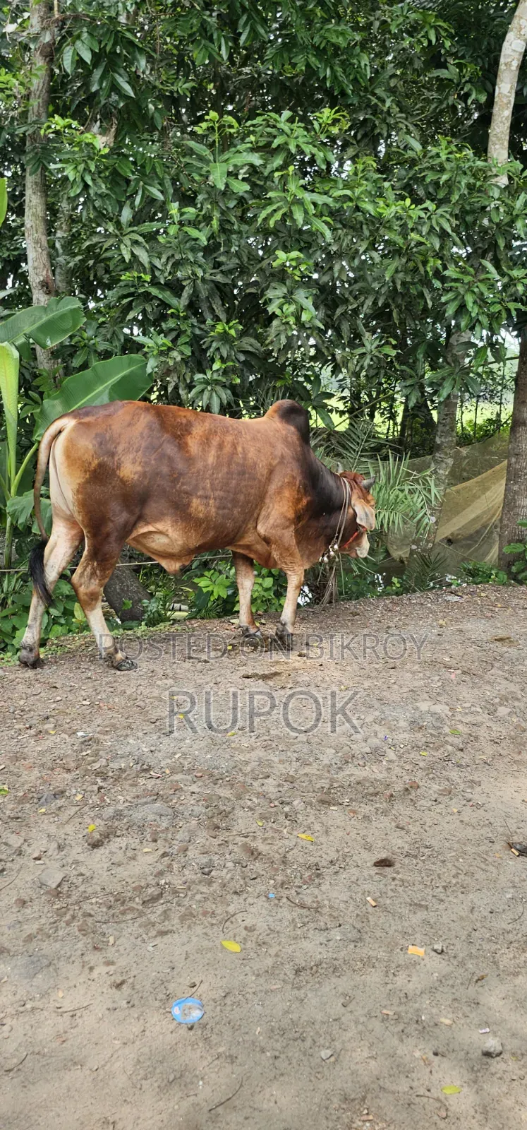 কোরবানির জন্য মোটা-তাজা দেশি গরু বিক্রয়