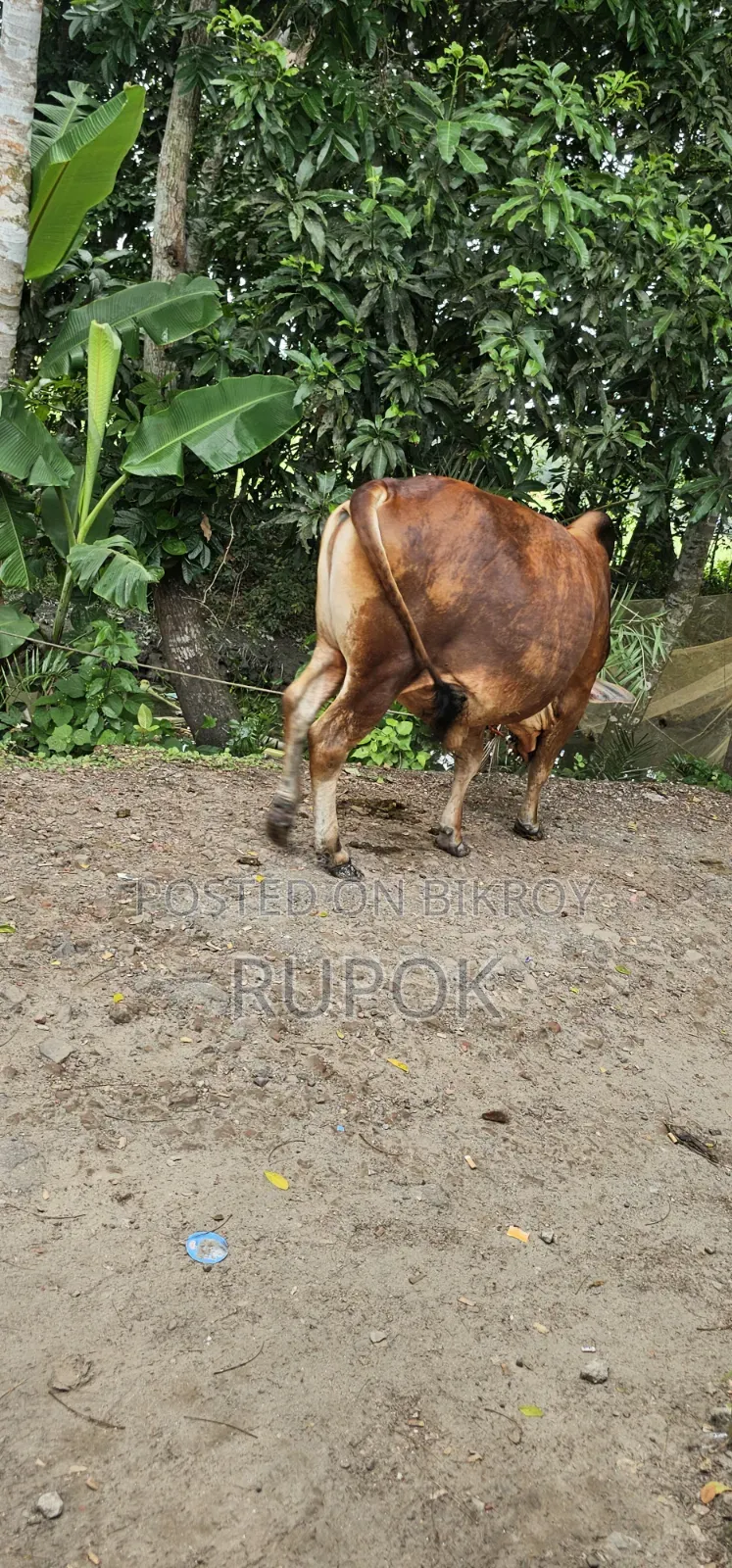 কোরবানির জন্য মোটা-তাজা দেশি গরু বিক্রয়