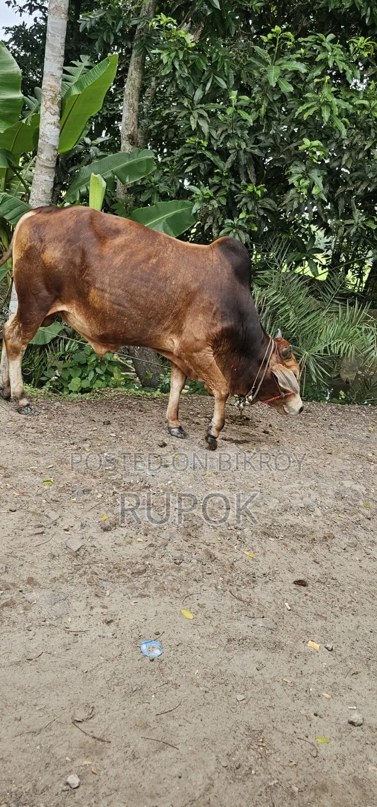 কোরবানির জন্য মোটা-তাজা দেশি গরু বিক্রয়