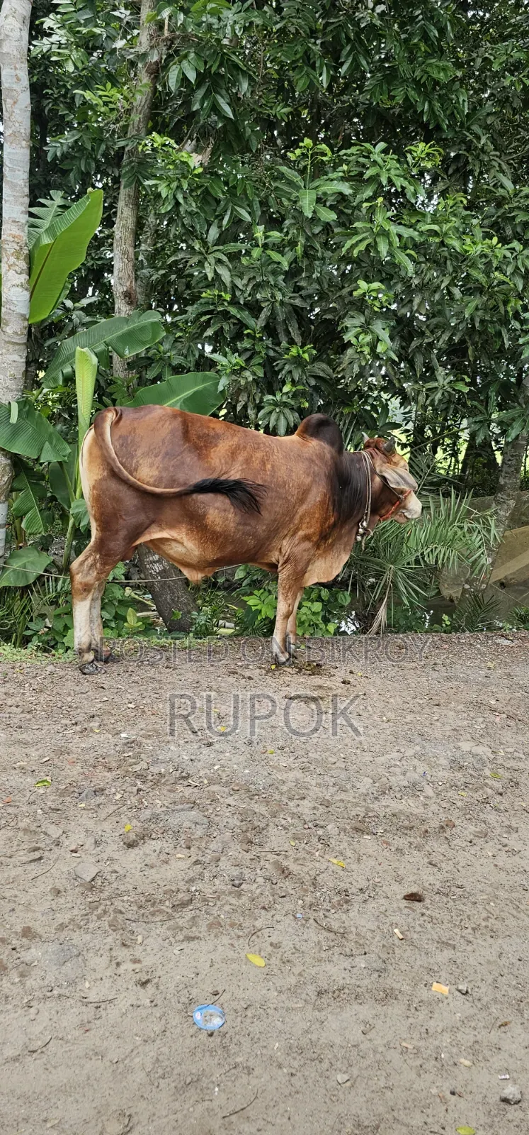 কোরবানির জন্য মোটা-তাজা দেশি গরু বিক্রয়