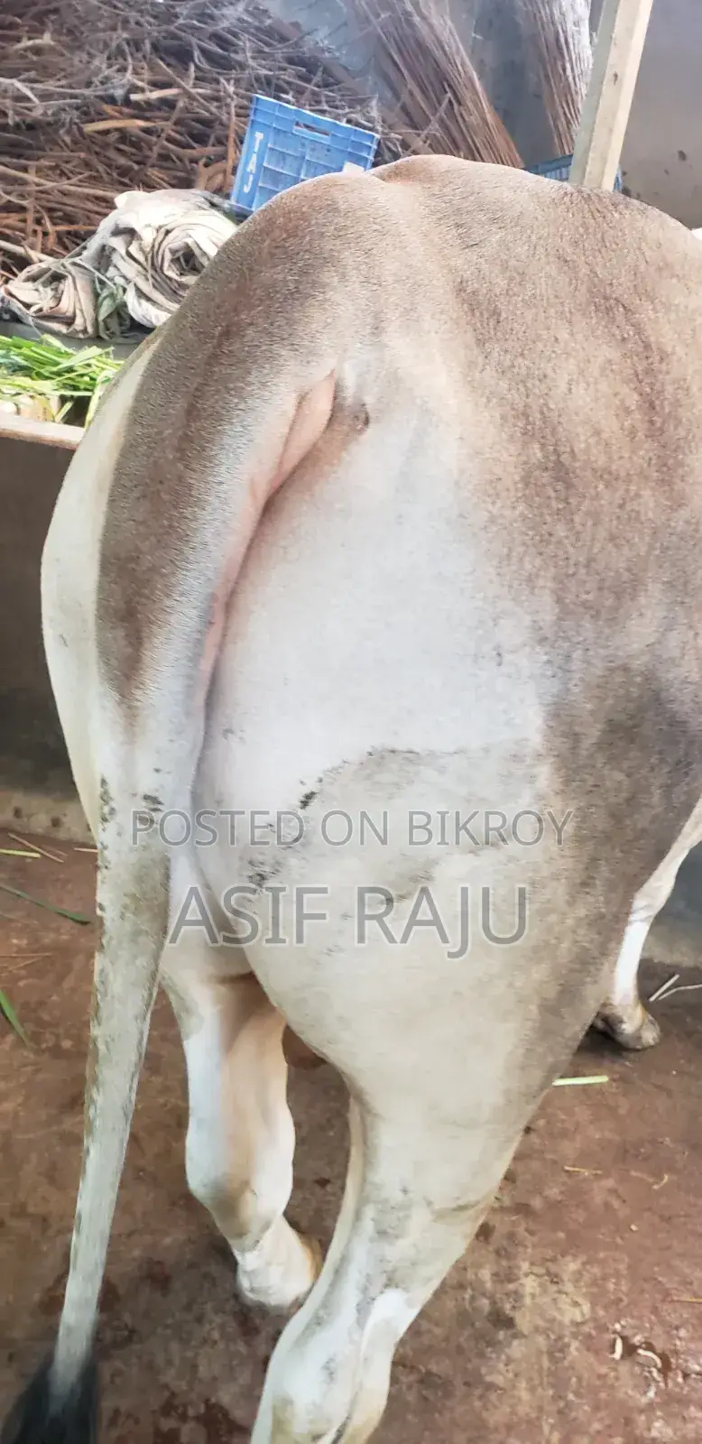 বাড়ীতে পোষা গরু দুই দাঁত বডির ওজন: 388 কেজি