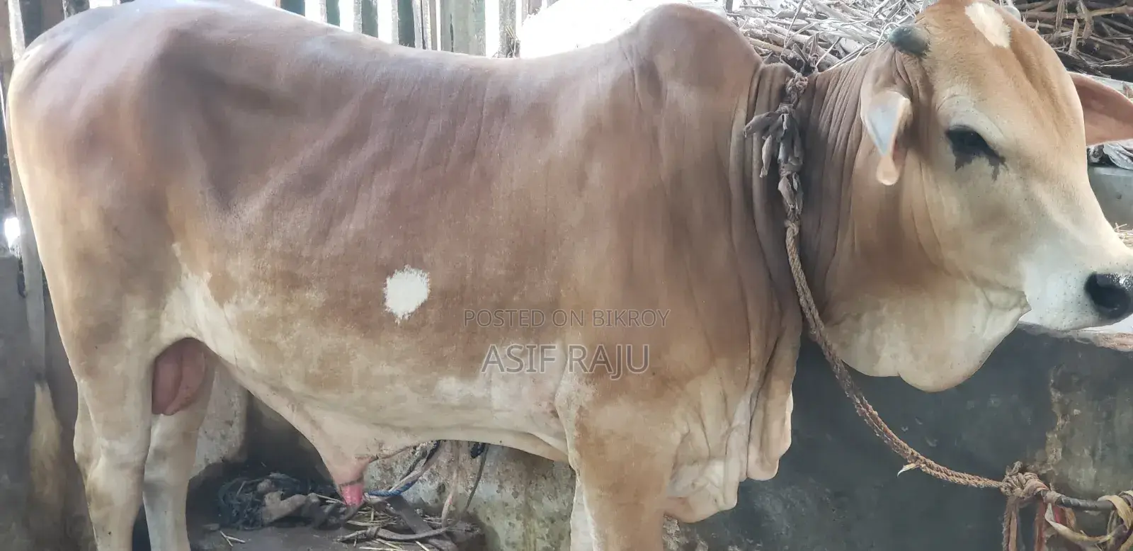 পোষা ষাড় গরু বডি ওয়েট: 325 কেজি