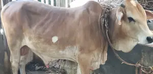 পোষা ষাড় গরু বডি ওয়েট: 325 কেজি