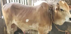 পোষা ষাড় গরু বডি ওয়েট: 325 কেজি