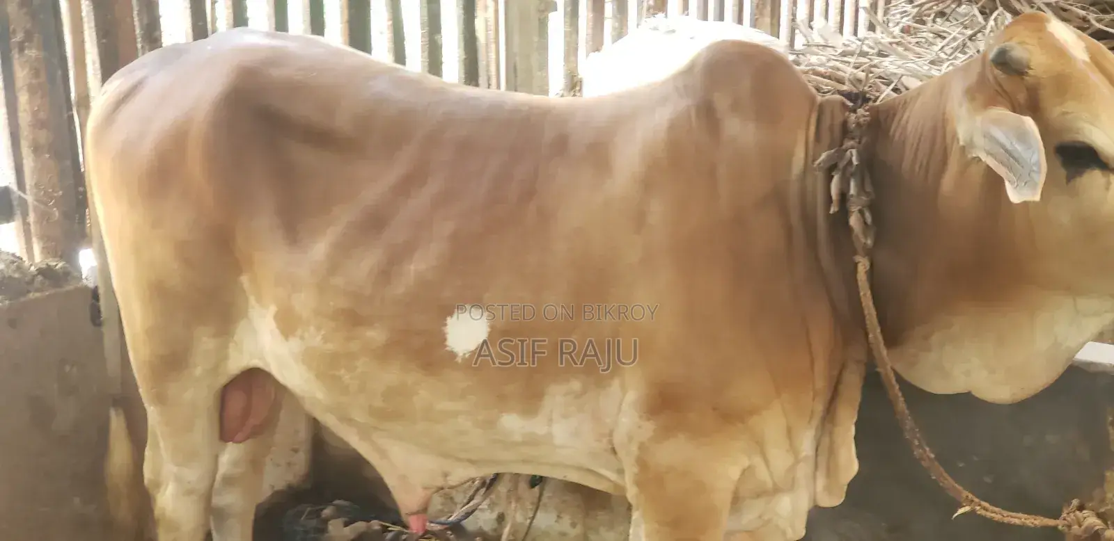 পোষা ষাড় গরু বডি ওয়েট: 325 কেজি