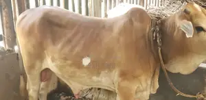 পোষা ষাড় গরু বডি ওয়েট: 325 কেজি