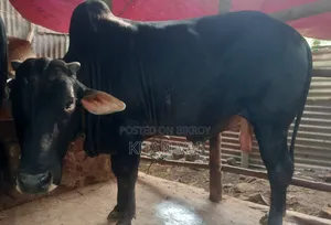 এই গরুটি বিক্রয় করা হবে।