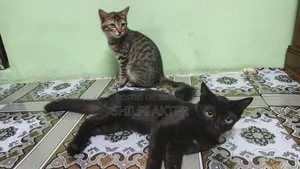 ১+ বছরের মাদি মিক্সড ব্রিড বেঙ্গল