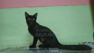 ১+ বছরের মাদি মিক্সড ব্রিড বেঙ্গল