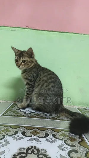 ১+ বছরের মাদি মিক্সড ব্রিড বেঙ্গল