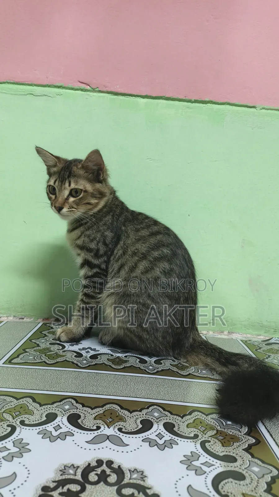 ১+ বছরের মাদি মিক্সড ব্রিড বেঙ্গল