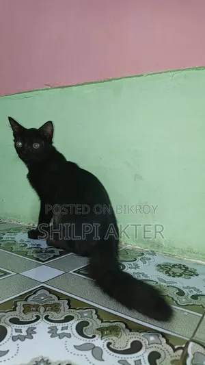 ১+ বছরের মহিলা পিউরব্রেড বেঙ্গল
