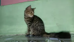 ১+ বছরের মহিলা পিউরব্রেড বেঙ্গল
