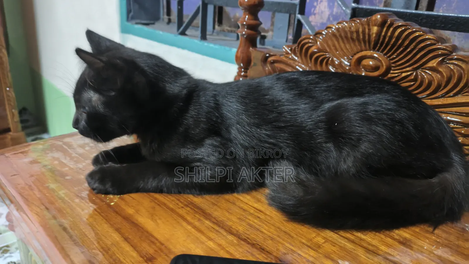 ১+ বছরের মহিলা পিউরব্রেড বেঙ্গল