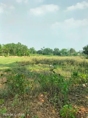 মাওনা গাজিপুরে ১০ বিঘা উচু জমি বিক্রি