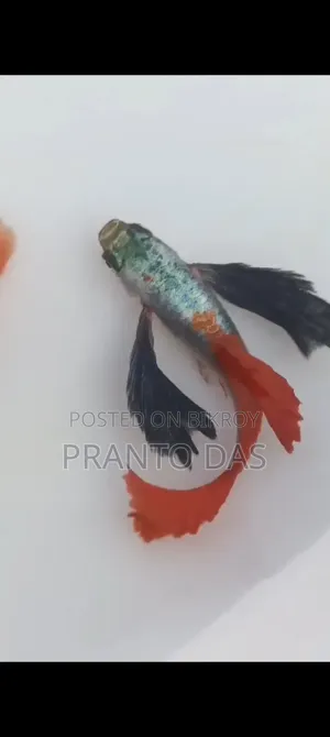 RTP Guppy Fish