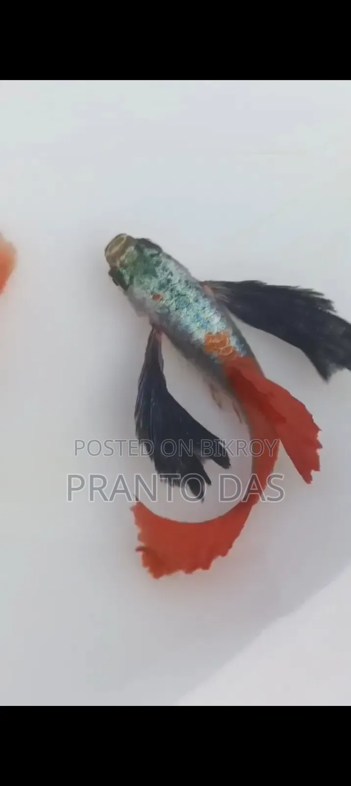 RTP Guppy Fish