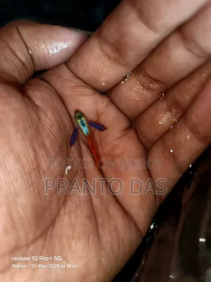 RTP Guppy Fish