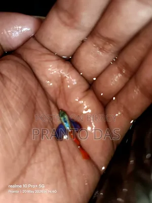 RTP Guppy Fish