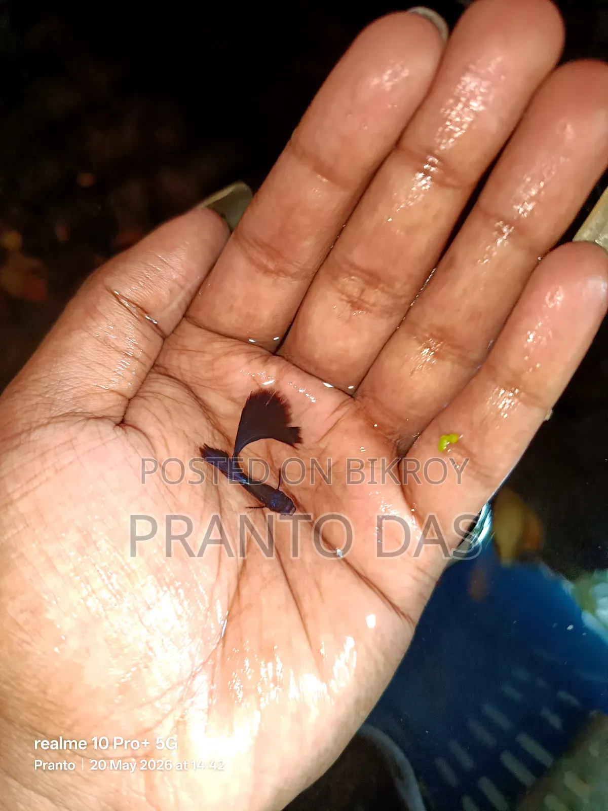 Black Moscow Guppy Fish